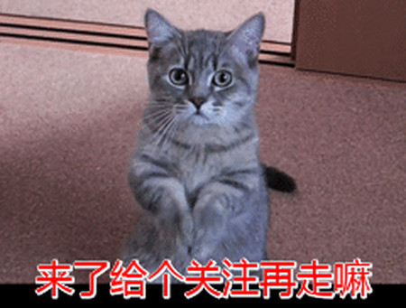 猫咪需要补充“牛磺酸”吗？有什么作用呢？（猫咪需要吃牛磺酸）