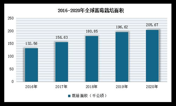 全球最大蓝莓生产国，是哪个国家？(世界蓝莓产量排名)