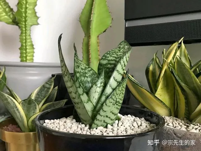 虎皮兰怎么养？种植方法和注意事项是什么？