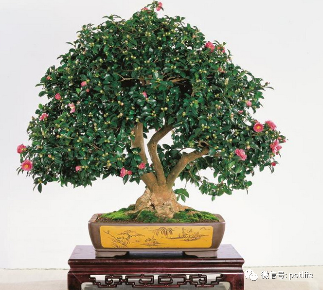 茶花的养殖方法以及注意事项有哪些