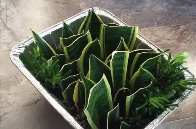 虎皮兰怕冻吗能过冬吗？
