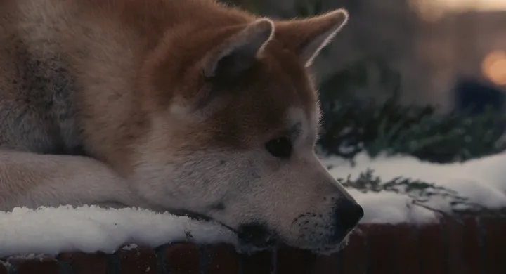 【狗语者说-56-】忠犬八公，以及它背后的故事