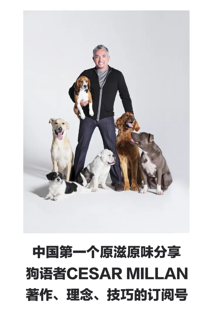 【狗语者说-56-】忠犬八公，以及它背后的故事