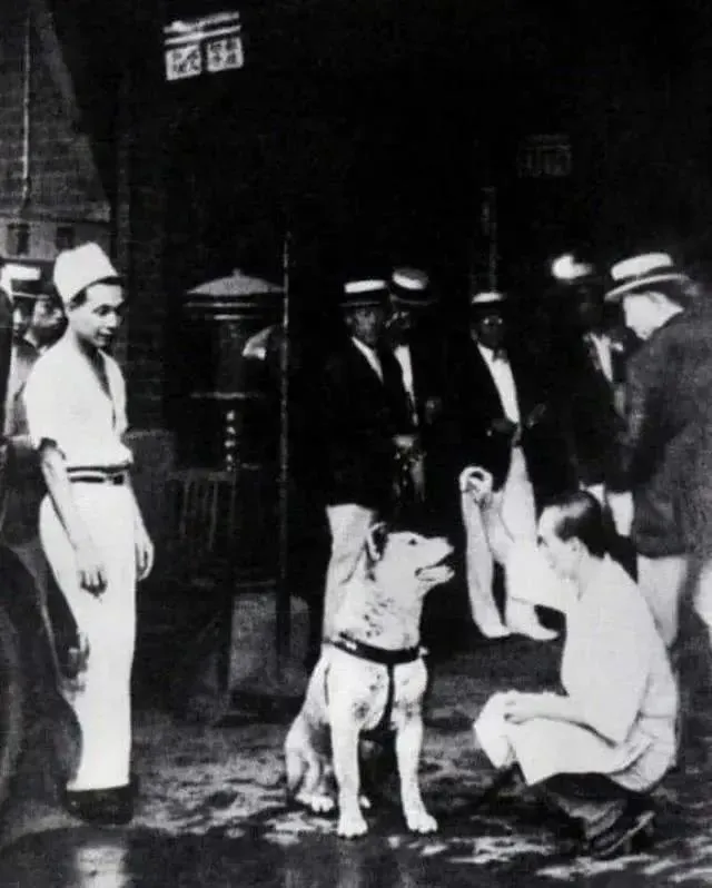 忠犬八公生前罕见照片：它曾笑得那么甜...