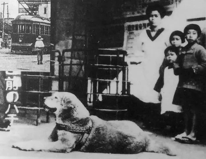 忠犬八公生前罕见照片：它曾笑得那么甜...