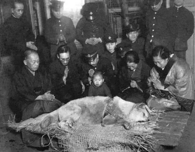 忠犬八公生前罕见照片：它曾笑得那么甜...