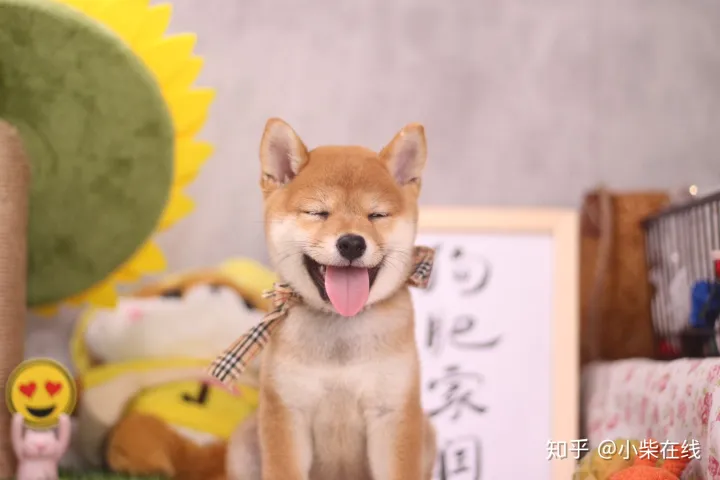 忠犬八公是柴犬吗？柴犬和秋田竟然不是同一品种，它们有什么不同？