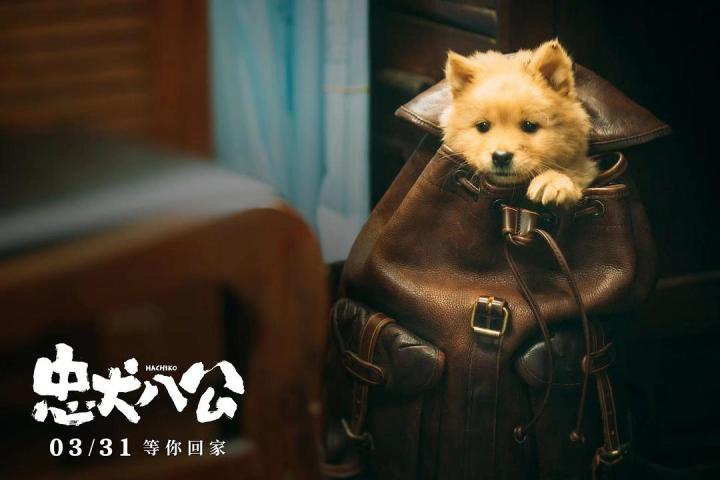 《忠犬八公》推陪伴专场：想过会哭没想到能哭成这样