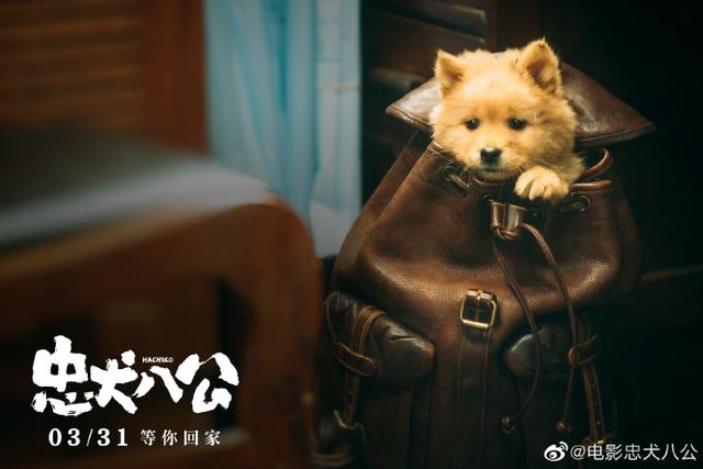 《忠犬八公》今日上映 再现狗狗感动全球数亿人的故事
