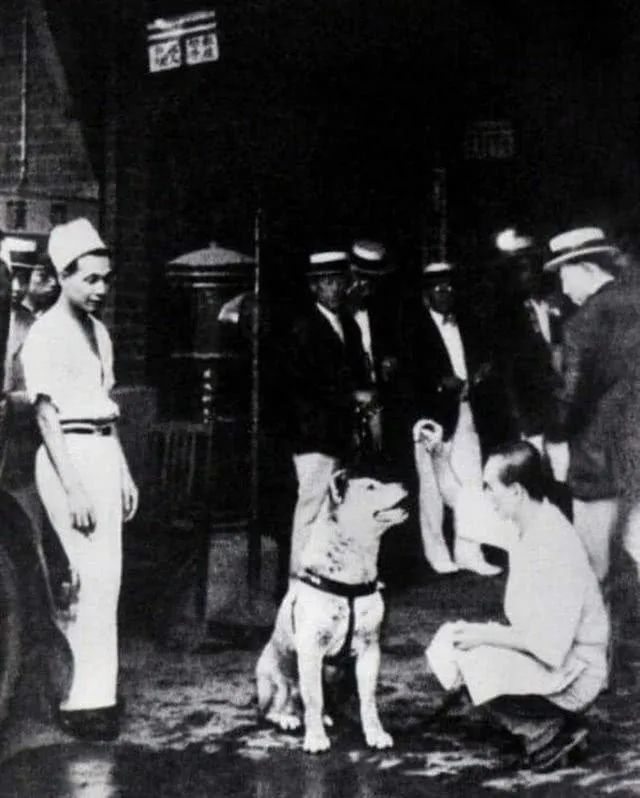 十多张罕见的忠犬八公生前等待主人的照片...至今依旧令人催泪。