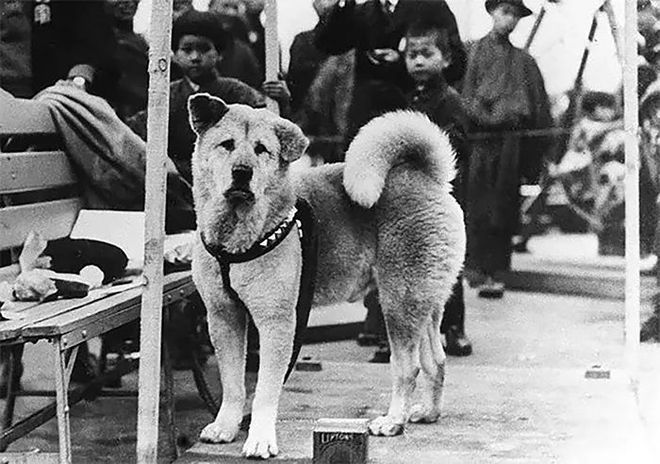 十多张罕见的忠犬八公生前等待主人的照片...至今依旧令人催泪。