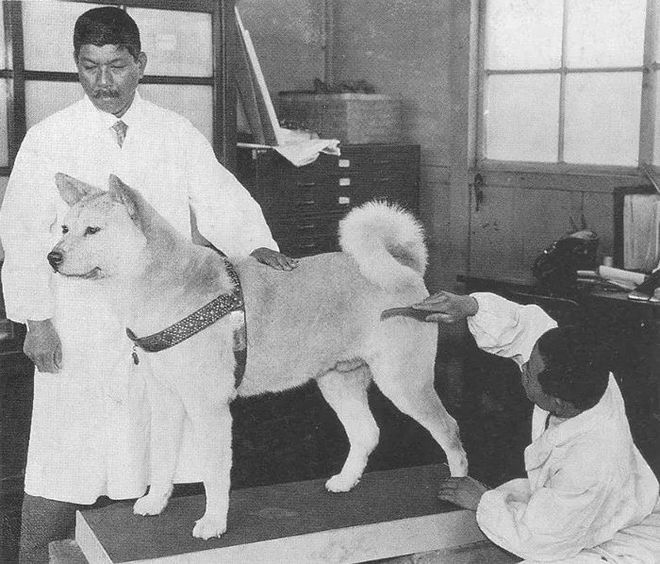 十多张罕见的忠犬八公生前等待主人的照片...至今依旧令人催泪。