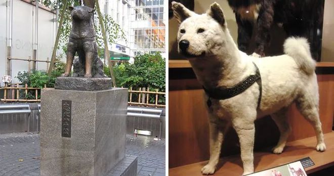 十多张罕见的忠犬八公生前等待主人的照片...至今依旧令人催泪。