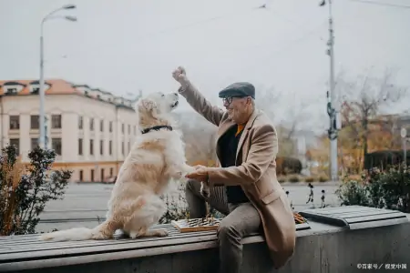 《忠犬八公的故事》：永远的陪伴与无私的爱