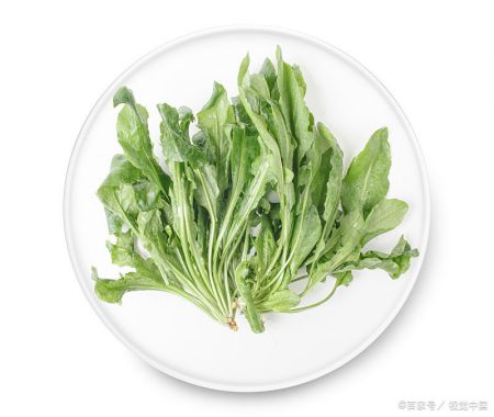田间一种野菜不寒不热，可以明目清肝降火，有结节的朋友可以多吃