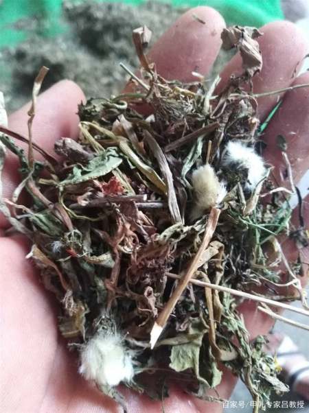 田间一种野菜不寒不热，可以明目清肝降火，有结节的朋友可以多吃