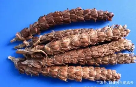 夏枯草的作用与功效及忌讳是啥