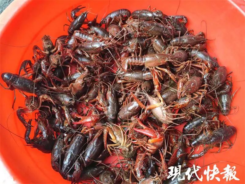 最低15元一斤，小龙虾价格近“腰斩”