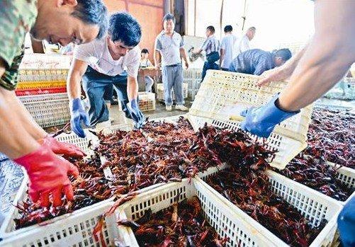 餐饮老板注意：小龙虾进货必踩的坑