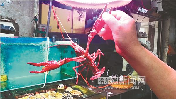 冰城人一天吃10吨小龙虾，都会扔虾壳？