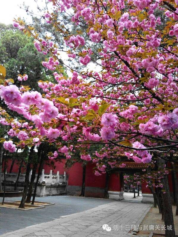 明十三陵长陵、定陵景区5月3日有序恢复开放-明十三陵定陵开放了吗