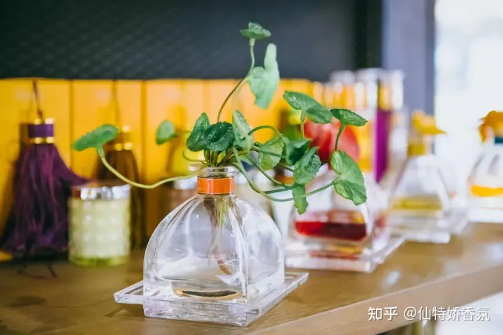 五星级酒店用什么香味？看过就知道了-五星级酒店香味怎么出来的