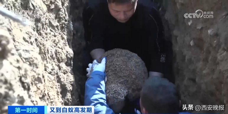危险！浙江一大坝挖出超百万只白蚁，三只蚁后已生长十几年（白蚁毁堤坝）