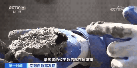 危险！浙江一大坝挖出超百万只白蚁，三只蚁后已生长十几年（白蚁毁堤坝）