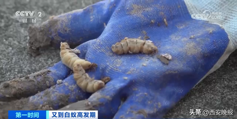 危险！浙江一大坝挖出超百万只白蚁，三只蚁后已生长十几年（白蚁毁堤坝）