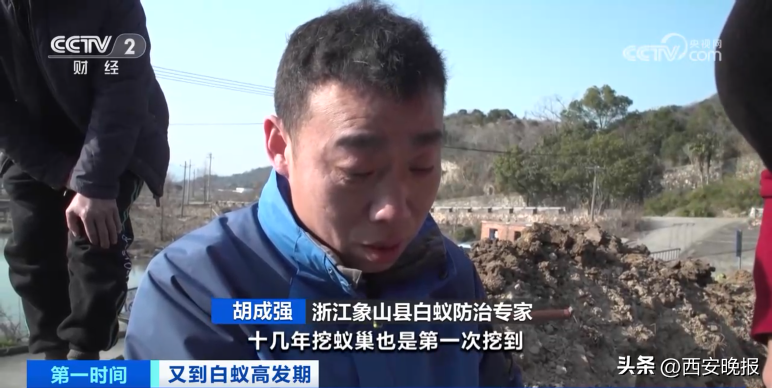 危险！浙江一大坝挖出超百万只白蚁，三只蚁后已生长十几年（白蚁毁堤坝）
