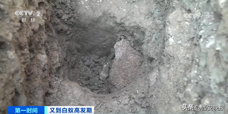 危险！浙江一大坝挖出超百万只白蚁，三只蚁后已生长十几年（白蚁毁堤坝）