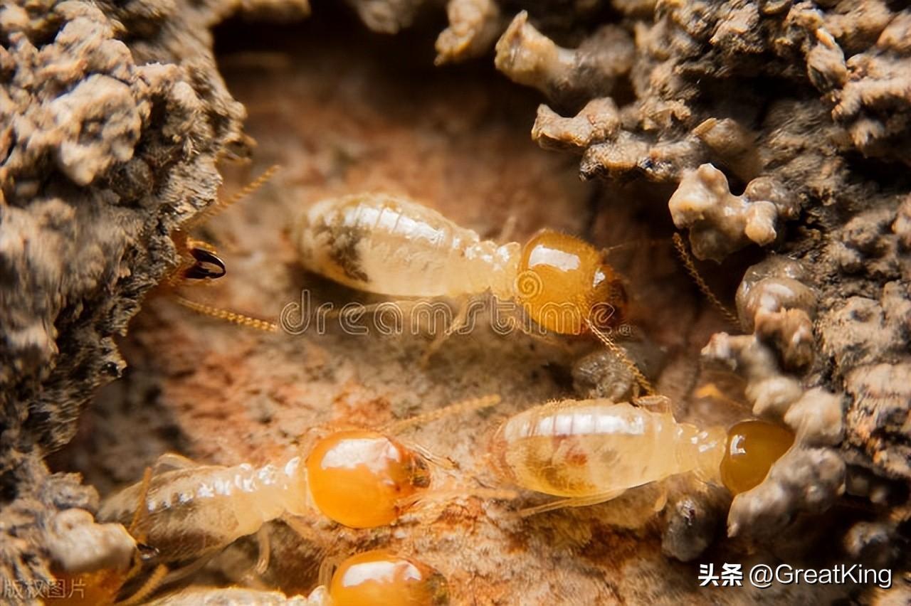 “一夫一妻制”？浙江水库大坝发现“一夫三妻制”白蚁！（浙江一水库见底）