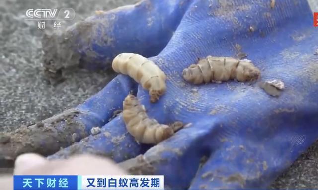 浙江一水库大坝挖出存活十几年的蚁后，网友：看了只想油炸着吃（大水蚁窝）