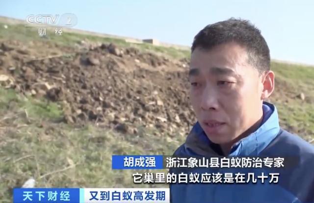 浙江一水库大坝挖出存活十几年的蚁后，网友：看了只想油炸着吃（大水蚁窝）