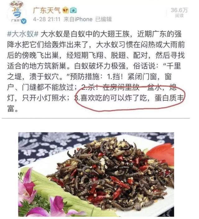 浙江一水库大坝挖出存活十几年的蚁后，网友：看了只想油炸着吃（大水蚁窝）