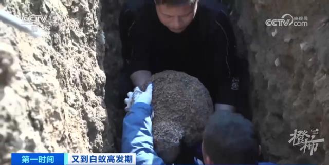 浙江一大坝挖出生长十几年白蚁后：有3个蚁后、1个蚁王（水库大坝白蚁防治的依据）