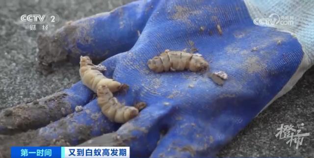 浙江一大坝挖出生长十几年白蚁后：有3个蚁后、1个蚁王（水库大坝白蚁防治的依据）