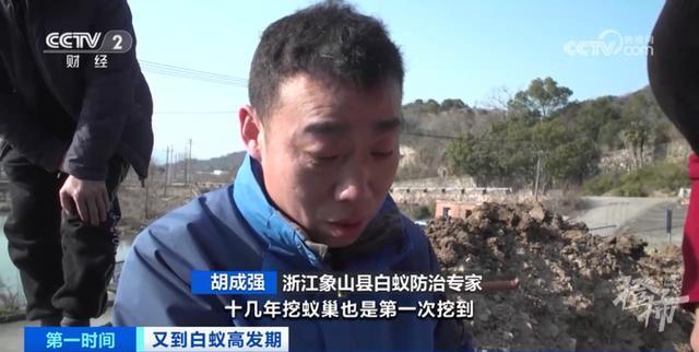 浙江一大坝挖出生长十几年白蚁后：有3个蚁后、1个蚁王（水库大坝白蚁防治的依据）