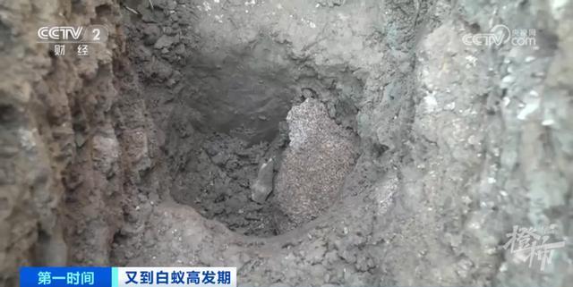 浙江一大坝挖出生长十几年白蚁后：有3个蚁后、1个蚁王（水库大坝白蚁防治的依据）