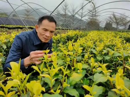 历经8年，云浮新兴培育出珍稀新品种“黄金茶”-云浮新兴周边游