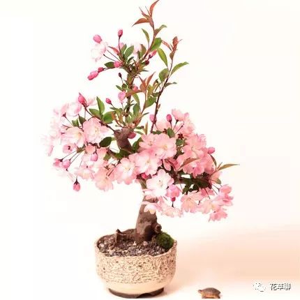 高端盆栽旺财又镇宅，常养名贵树种盆栽盆景，有品位还养人-高档盆栽品种