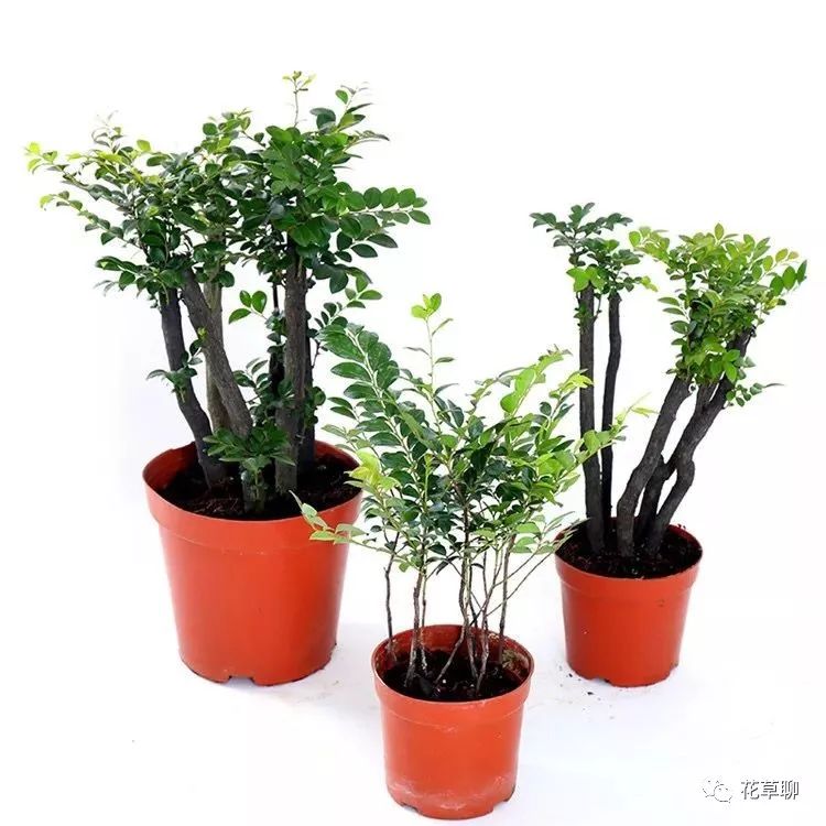 高端盆栽旺财又镇宅，常养名贵树种盆栽盆景，有品位还养人-高档盆栽品种