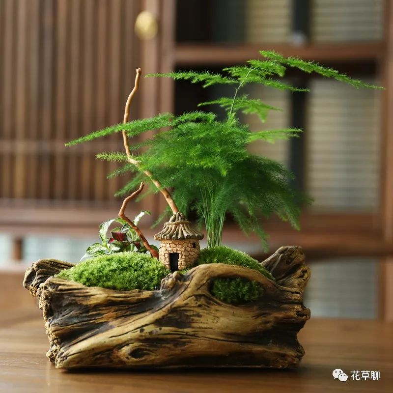 高端盆栽旺财又镇宅，常养名贵树种盆栽盆景，有品位还养人-高档盆栽品种