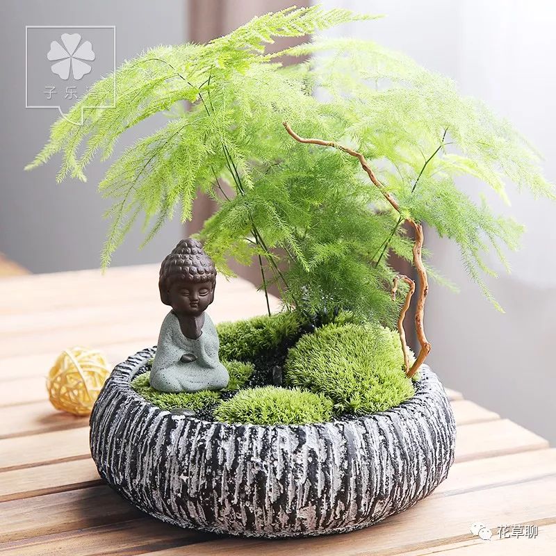 高端盆栽旺财又镇宅，常养名贵树种盆栽盆景，有品位还养人-高档盆栽品种