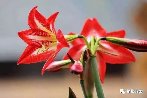 这种盆栽花卉，虽不名贵但好养，花开的比牡丹还美！-什么花是盆栽的