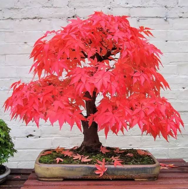 世界上最贵盆栽，一盆就是一座房子！-世界上最贵的盆栽