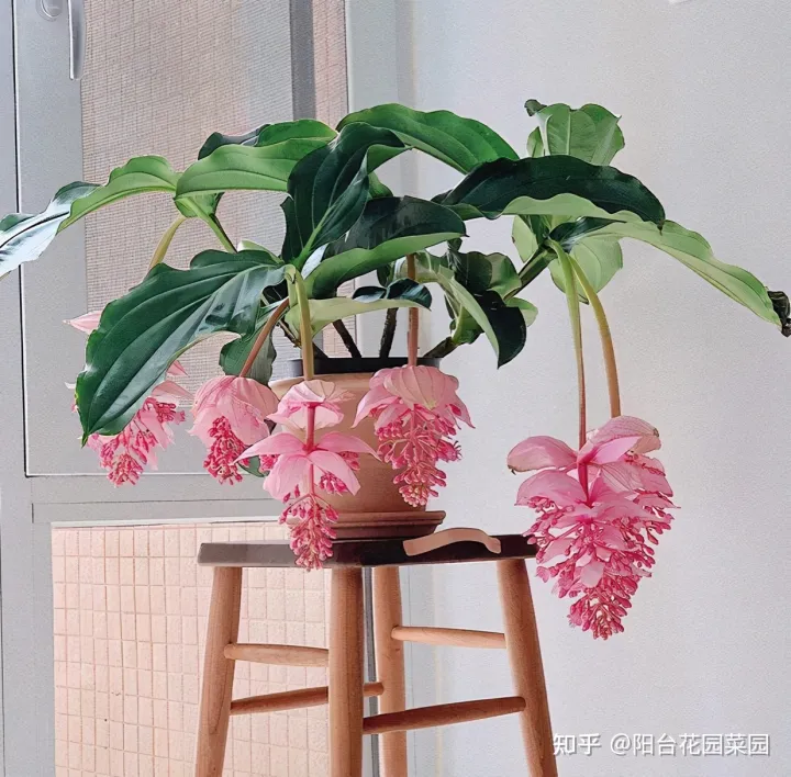 8种“昂贵花”，工薪族“舍不得”买，但是太好看，有钱要买个遍-比较贵的花材是什么花