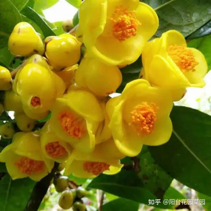 8种“昂贵花”，工薪族“舍不得”买，但是太好看，有钱要买个遍-比较贵的花材是什么花