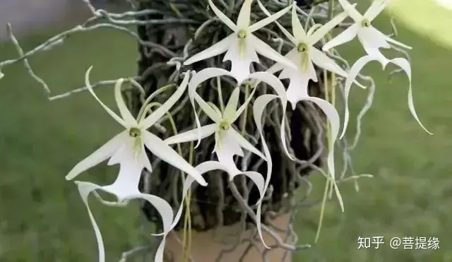 天价！天价！名贵植物排行，令人大开眼界-名贵植物图片
