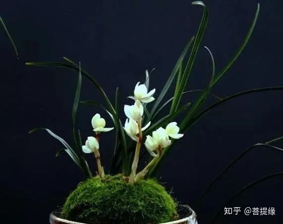天价！天价！名贵植物排行，令人大开眼界-名贵植物图片